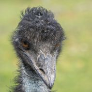 Emu_1