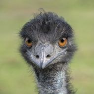 Emu_2