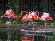 Rote Flamingos