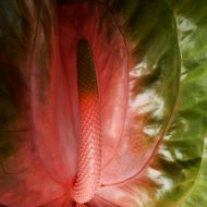 Flora 001 01
