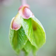 Flora 003 03