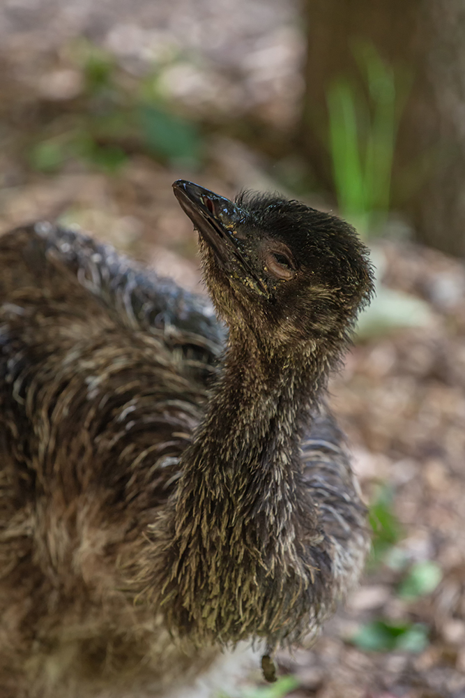Brigitte_Junger Emu