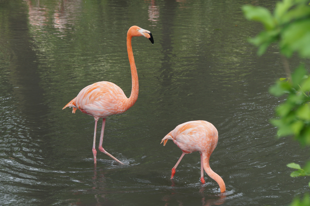 Eva-Marie_Flamingos